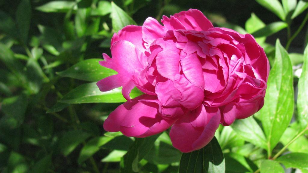 Les Glycines Bed & Breakfast Plaimpied-Givaudins Bagian luar foto